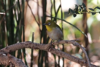 2021年2月24日(水) 自宅の庭の野鳥観察記録