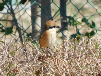 Bull-headed Shrike 七里総合公園 Wed, 2/24/2021