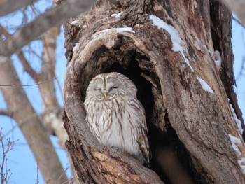 Ural Owl(japonica) Unknown Spots Wed, 2/24/2021