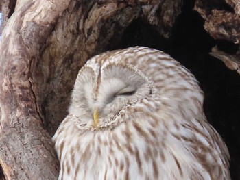 Ural Owl(japonica) Unknown Spots Wed, 2/24/2021