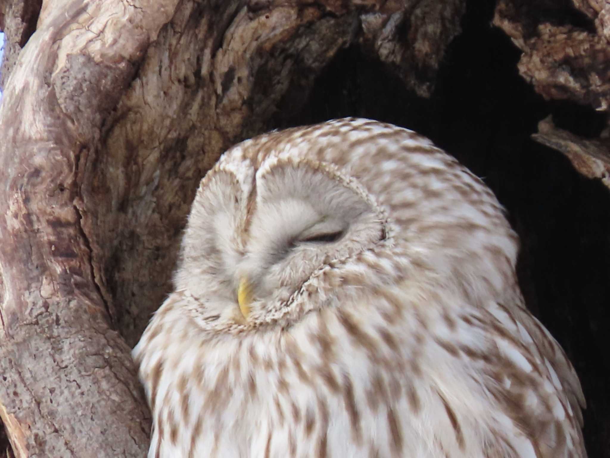 Photo of Ural Owl(japonica) at  by くまちん