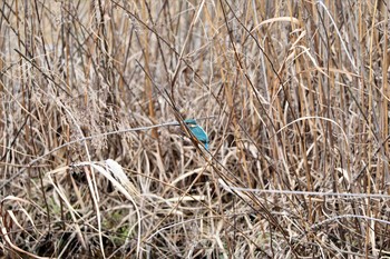 カワセミ 牧野が池公園 2017年1月17日(火)