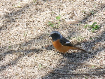 2021年2月24日(水) 新横浜公園の野鳥観察記録