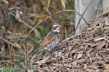 Dusky Thrush 牧野が池公園 Tue, 1/17/2017