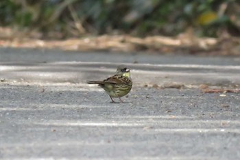 アオジ 兵庫県 2021年2月11日(木)