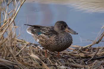 Northern Shoveler 愛知県 Mon, 12/5/2016