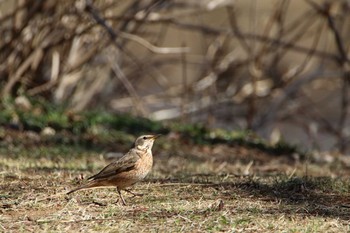 ハチジョウツグミ 埼玉県 2021年2月24日(水)