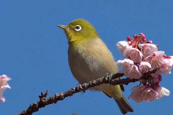 Warbling White-eye Shinjuku Gyoen National Garden Sun, 2/17/2019