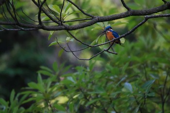 Common Kingfisher Kenrokuen Tue, 2/23/2021