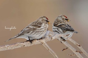 Common Redpoll 北海道 Mon, 2/22/2021