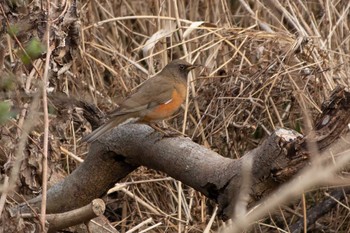 アカハラ 舞岡公園 2021年2月23日(火)