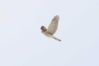 ハイタカ 場所が不明 2017年1月17日(火)