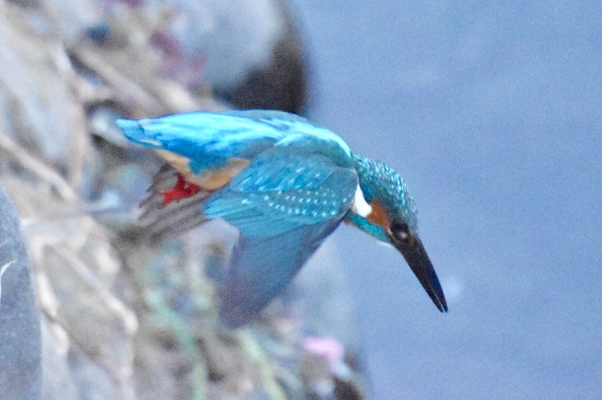 Photo of Common Kingfisher at 石神井川 by 遼太
