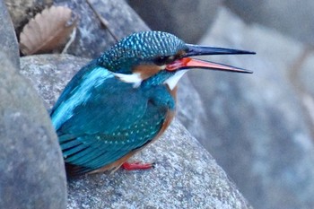 カワセミ 石神井川 2021年2月24日(水)