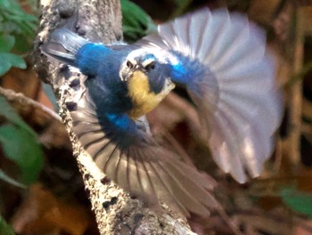 2021年2月23日(火) こども自然公園 (大池公園/横浜市)の野鳥観察記録