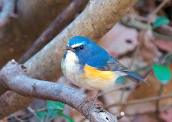 Red-flanked Bluetail Kodomo Shizen Park Tue, 2/23/2021