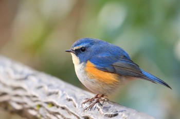 Red-flanked Bluetail Unknown Spots Sun, 2/21/2021