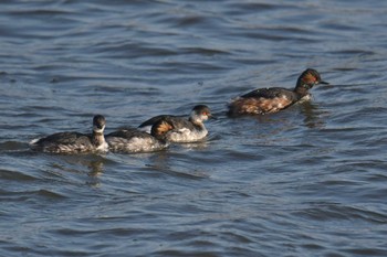 ハジロカイツブリ 葛西臨海公園 2021年2月21日(日)