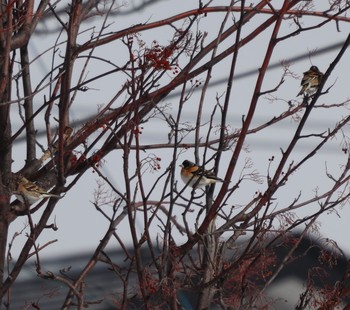 2021年2月24日(水) 伊達市の野鳥観察記録