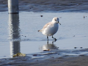 2021年2月23日(火) ふなばし三番瀬海浜公園の野鳥観察記録