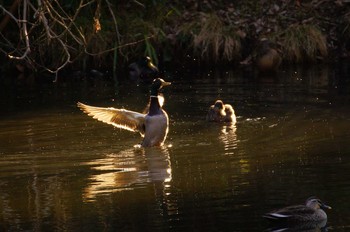 2021年2月24日(水) 道保川公園の野鳥観察記録