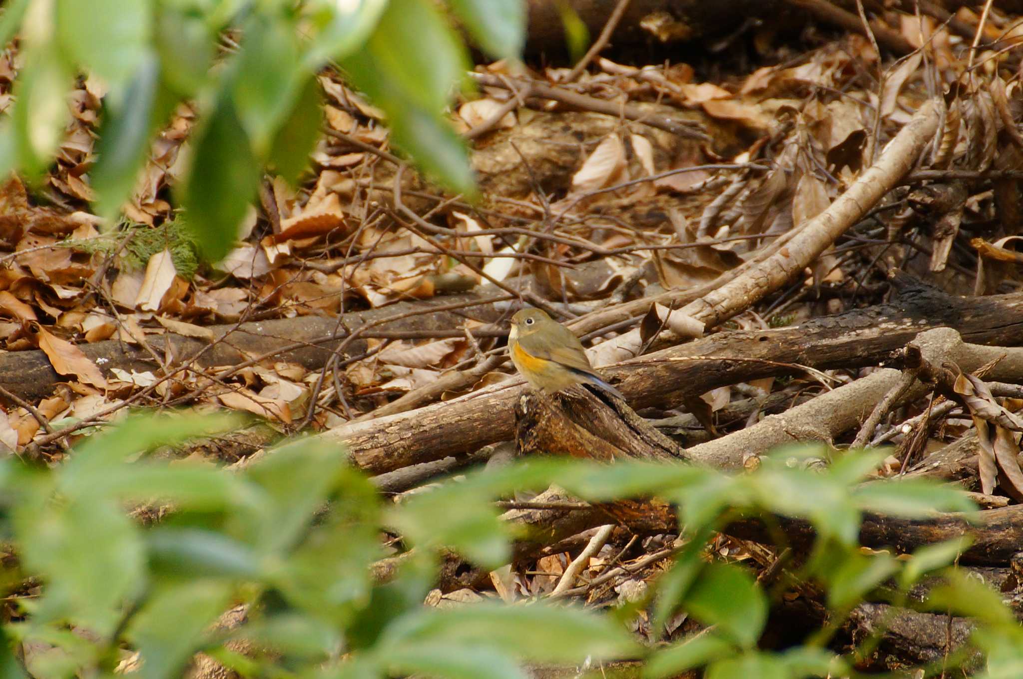 Daurian Redstart