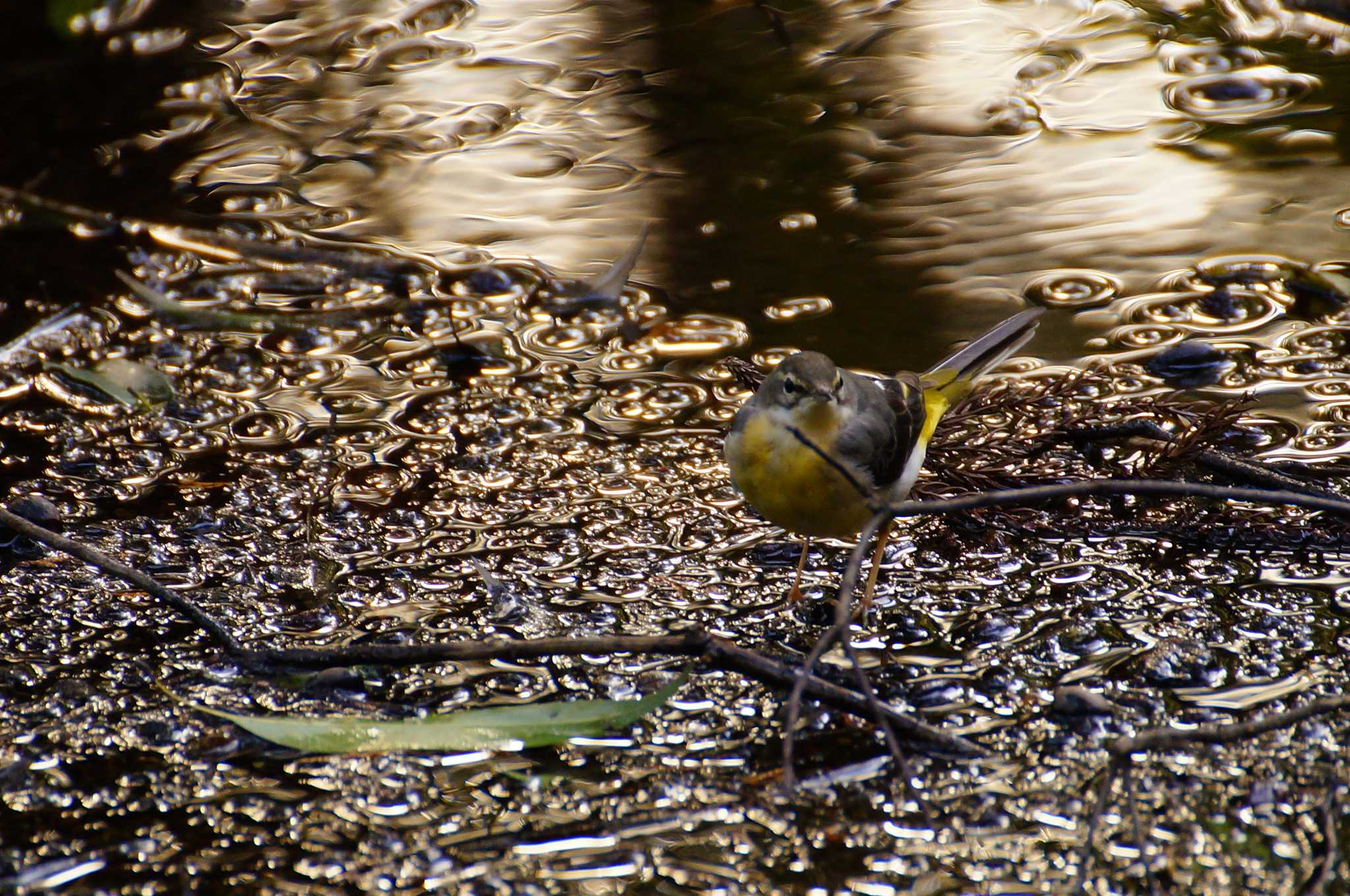 Grey Wagtail