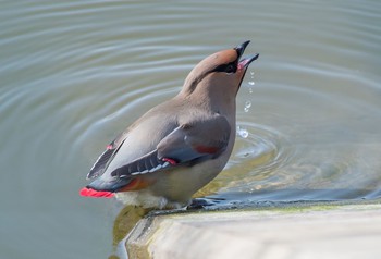 ヒレンジャク 大室公園 2021年2月13日(土)