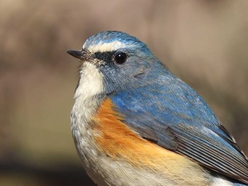 Red-flanked Bluetail 大和民族公園(奈良県) Tue, 2/23/2021