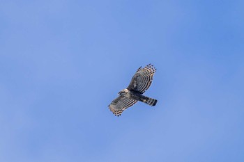Mountain Hawk-Eagle Unknown Spots Sat, 2/20/2021