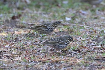 ビンズイ 平磯緑地公園 2021年2月21日(日)