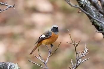 Daurian Redstart Machida Yakushiike Park Mon, 1/11/2021