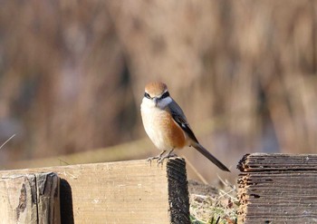 Bull-headed Shrike Machida Yakushiike Park Fri, 1/22/2021