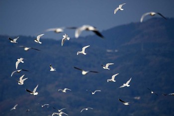 Saunders's Gull Daijugarami Higashiyoka Coast Thu, 12/15/2016