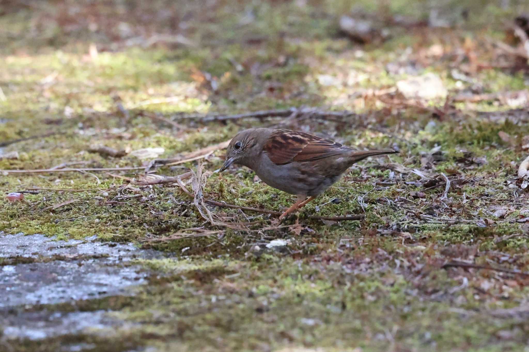 カヤクグリ