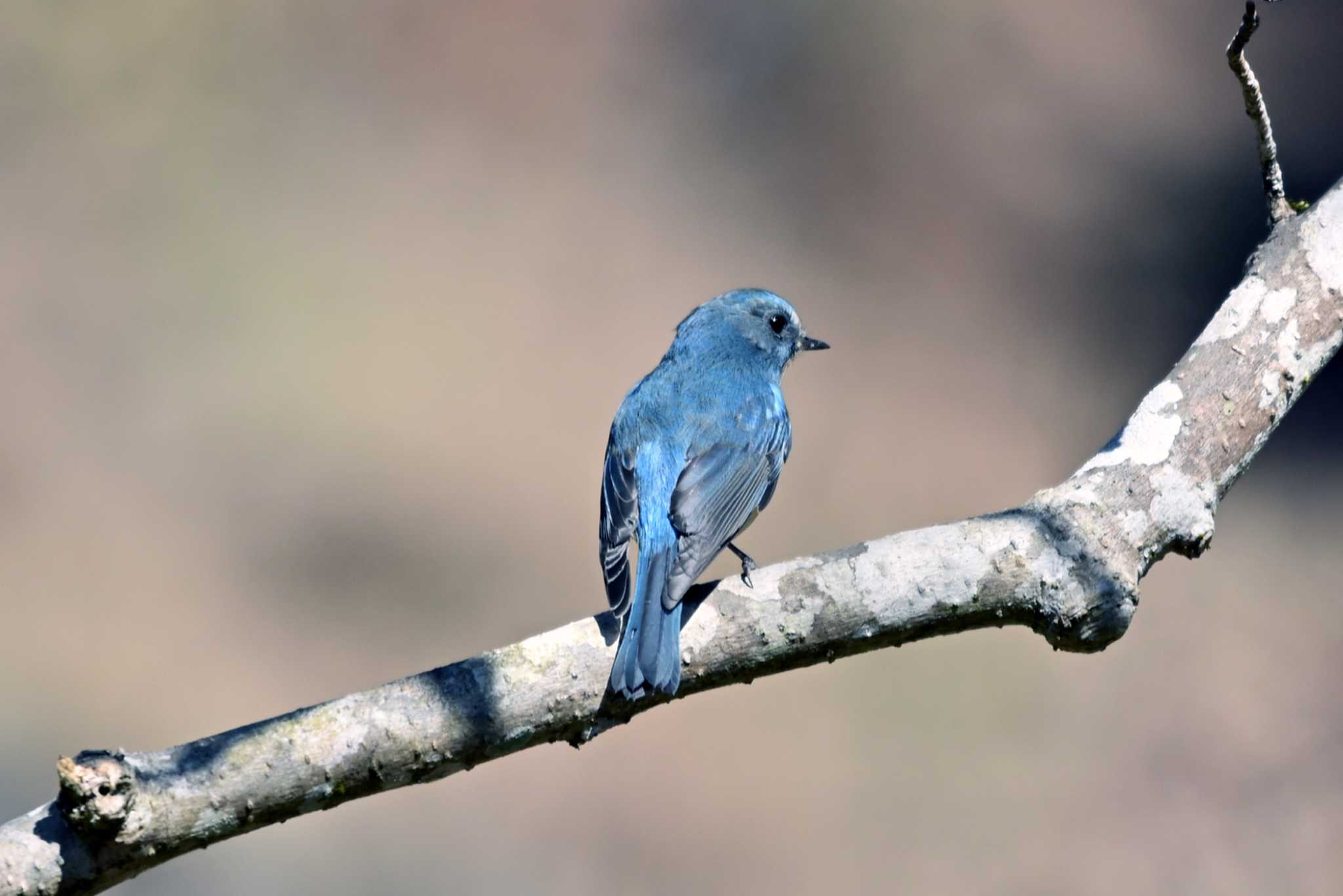 Red-flanked Bluetail