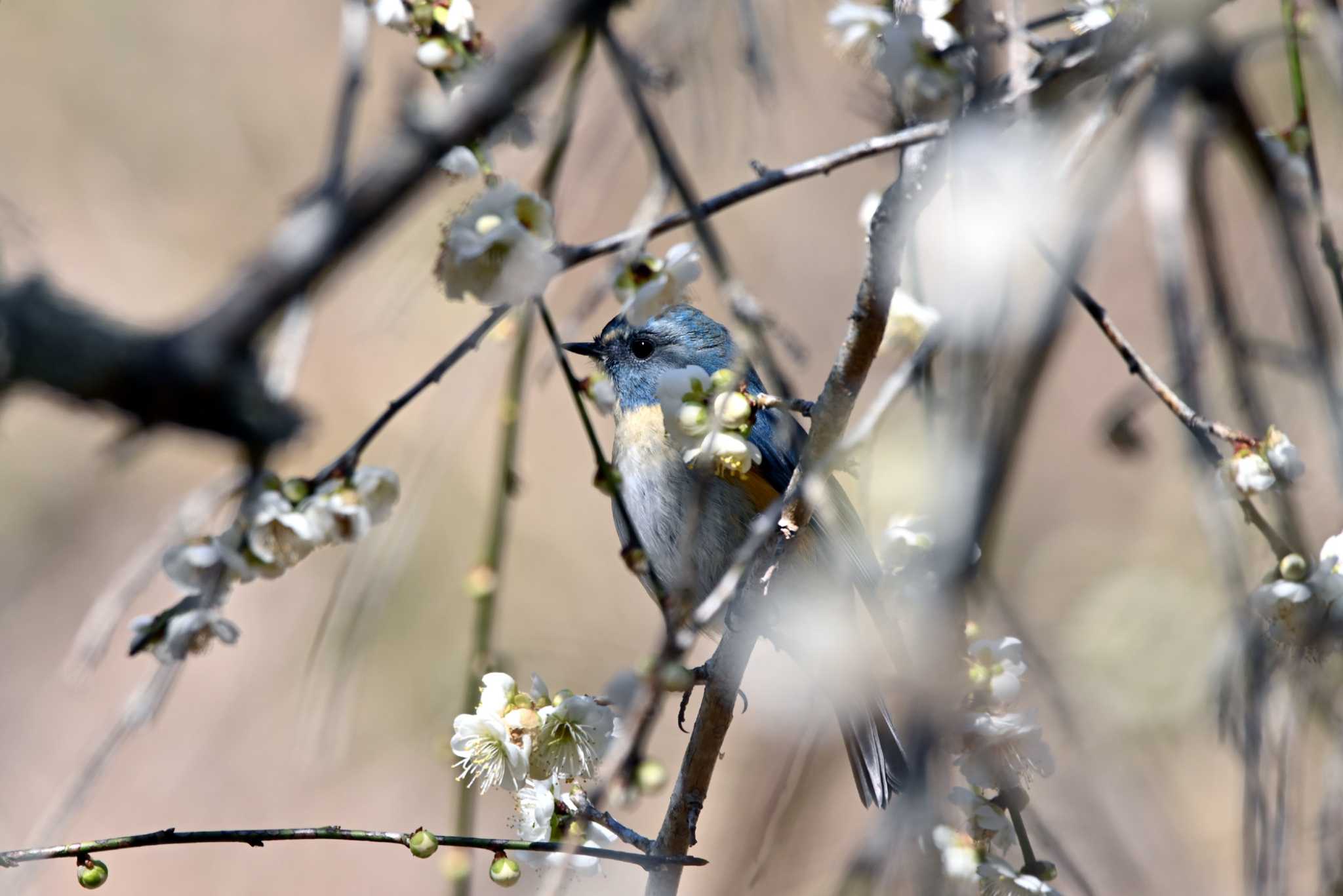 Red-flanked Bluetail