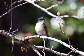 Red-flanked Bluetail 王滝渓谷 Wed, 2/24/2021