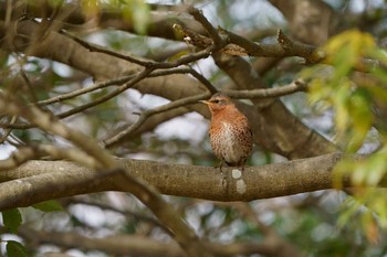 ハチジョウツグミ 神戸市立森林植物園 2021年2月23日(火)