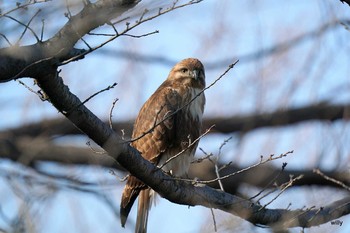 Eastern Buzzard 桜草公園 Sat, 2/20/2021