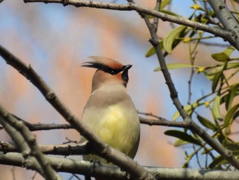 ヒレンジャク 秋ヶ瀬公園(野鳥の森) 2021年2月22日(月)