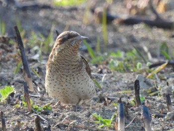 アリスイ 秋ヶ瀬公園(野鳥の森) 2021年2月22日(月)