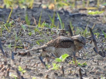 アリスイ 秋ヶ瀬公園(野鳥の森) 2021年2月22日(月)