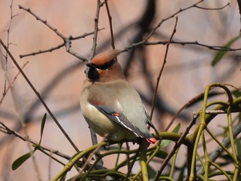 ヒレンジャク 秋ヶ瀬公園(野鳥の森) 2021年2月22日(月)