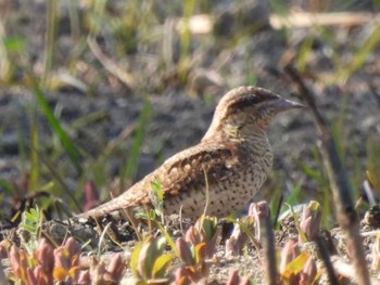 アリスイ 秋ヶ瀬公園(野鳥の森) 2021年2月22日(月)