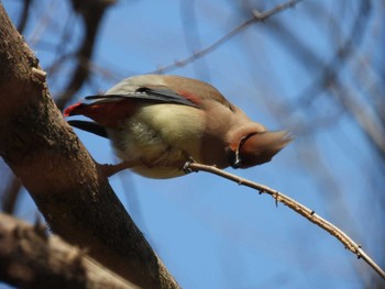 ヒレンジャク 秋ヶ瀬公園(野鳥の森) 2021年2月22日(月)