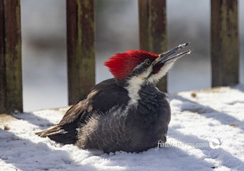 Pileated Woodpecker カナダ、ケベック州 Wed, 12/16/2020