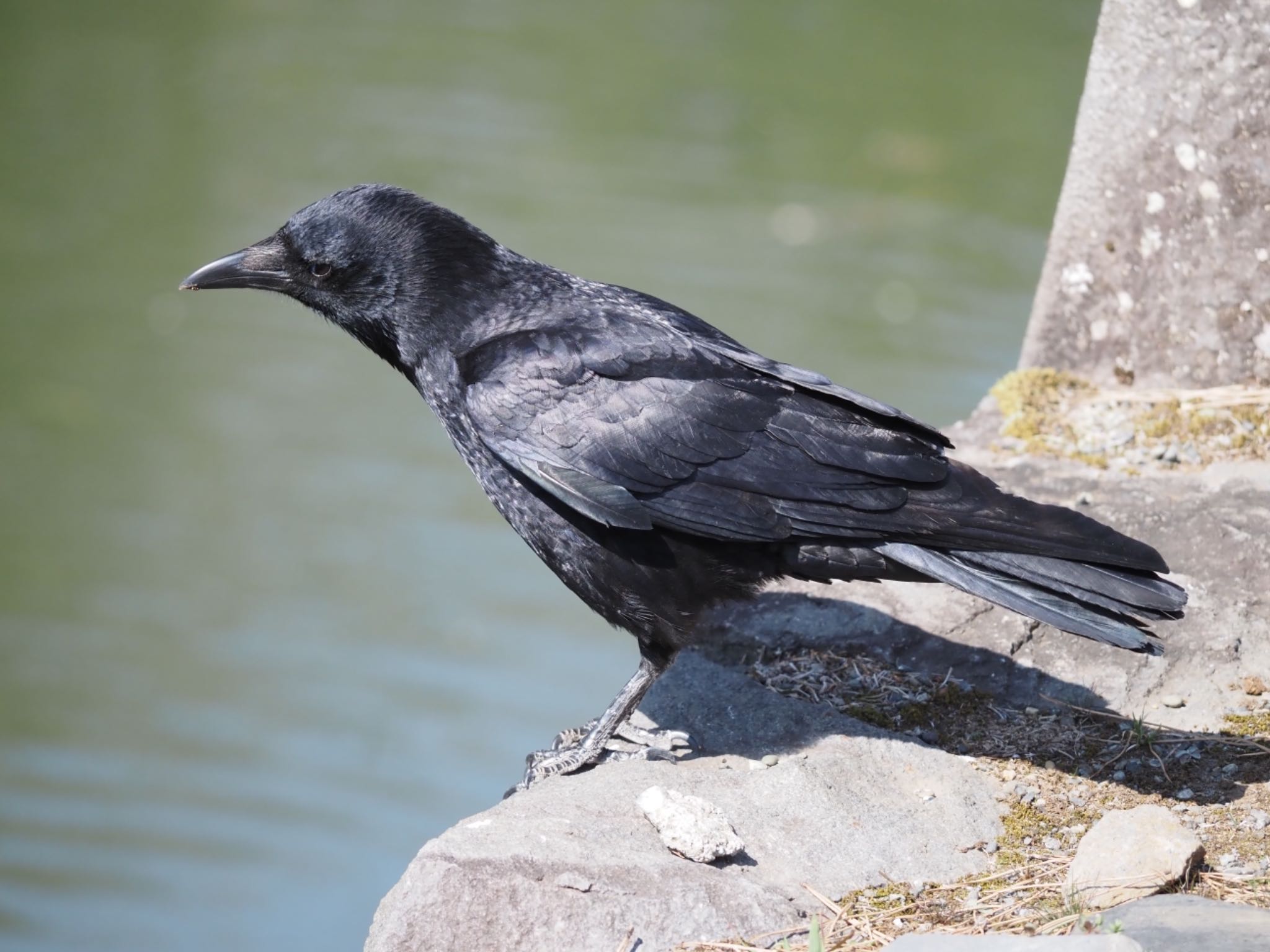 Photo of Carrion Crow at 小田原市 by 大福