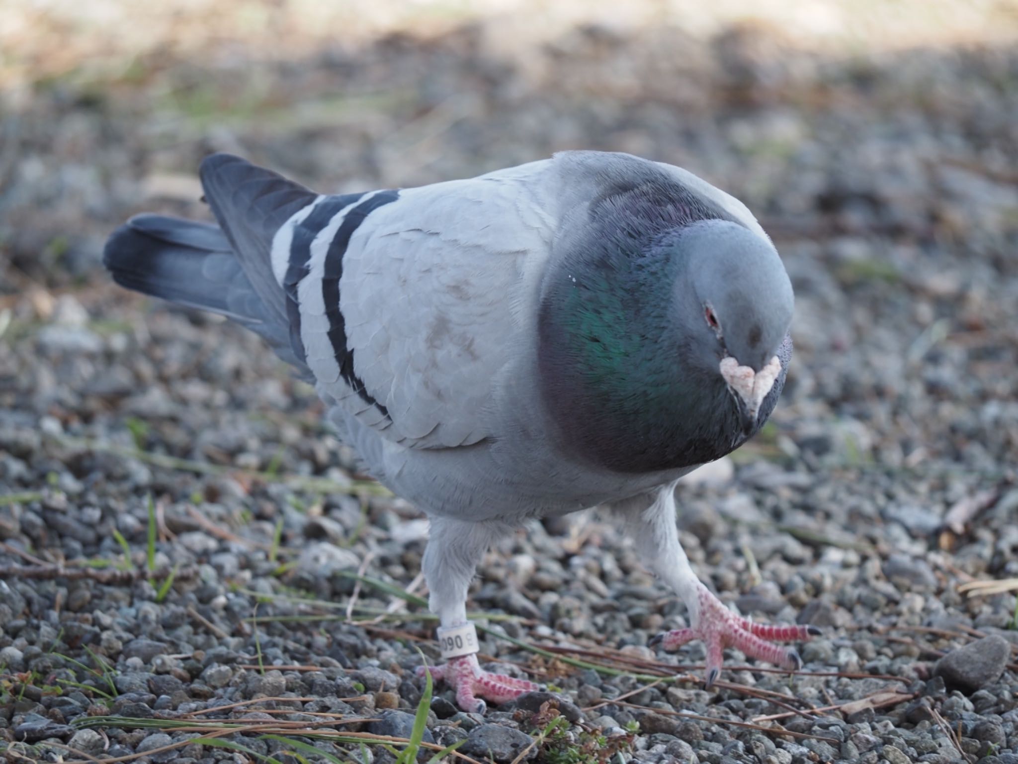 カワラバト