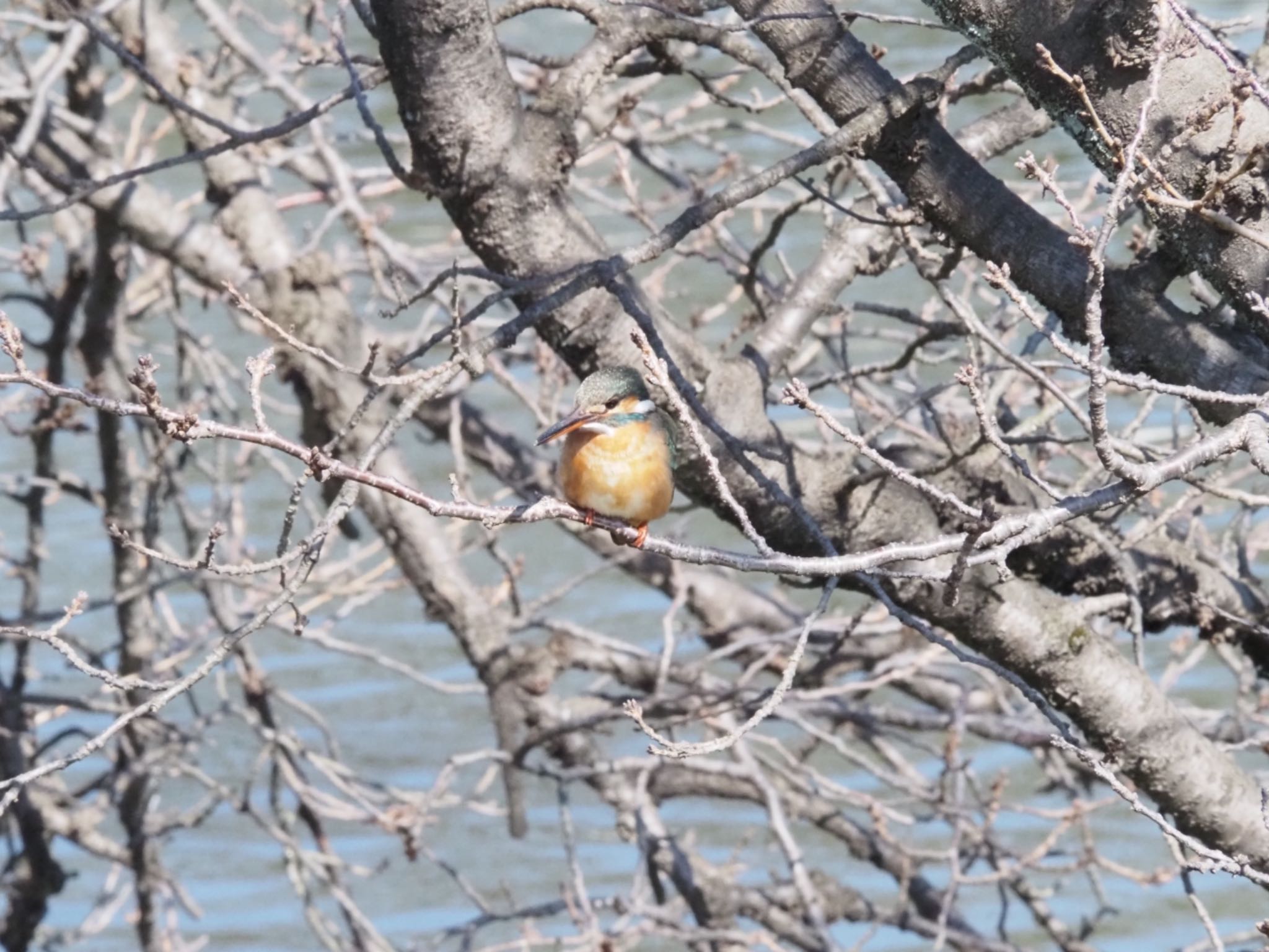 Photo of Common Kingfisher at 小田原市 by 大福